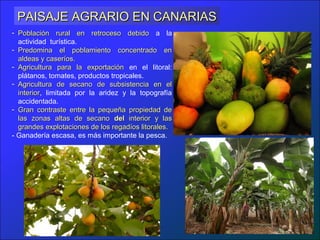 PAISAJE AGRARIO EN CANARIAS
- Población rural en retroceso debido a la
  actividad turística.
- Predomina el poblamiento concentrado en
  aldeas y caseríos.
- Agricultura para la exportación en el litoral:
  plátanos, tomates, productos tropicales.
- Agricultura de secano de subsistencia en el
  interior, limitada por la aridez y la topografía
  interior
  accidentada.
- Gran contraste entre la pequeña propiedad de
  las zonas altas de secano del interior y las
  grandes explotaciones de los regadíos litorales.
- Ganadería escasa, es más importante la pesca.
 