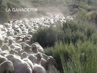 LA GANADERÍA
 