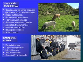 GANADERÍA
TRADICIONAL
 Coexistencia de varias especies
  ganaderas en un mismo ámbito.
 Razas autóctonas.
 Pequeñas explotaciones
 Técnicas rudimentarias
 Sistemas extensivos (pastos
  naturales, trashumancia)
 Mucha mano de obra
 Bajas producciones
 Autoconsumo

GANADERÍA
ACTUAL

   Especialización
   Técnicas modernas
   Intensificación
   Alto rendimiento
   Orientación al mercado
 