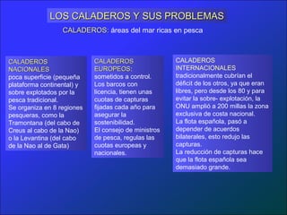 CALADEROS
INTERNACIONALES
tradicionalmente cubrían el
déficit de los otros, ya que eran
libres, pero desde los 80 y para
evitar la sobre- explotación, la
ONU amplió a 200 millas la zona
exclusiva de costa nacional.
La flota española, pasó a
depender de acuerdos
bilaterales, esto redujo las
capturas.
La reducción de capturas hace
que la flota española sea
demasiado grande.
LOS CALADEROS Y SUS PROBLEMASLOS CALADEROS Y SUS PROBLEMAS
CALADEROSCALADEROS
NACIONALESNACIONALES
poca superficie (pequeña
plataforma continental) y
sobre explotados por la
pesca tradicional.
Se organiza en 8 regiones
pesqueras, como la
Tramontana (del cabo de
Creus al cabo de la Nao)
o la Levantina (del cabo
de la Nao al de Gata)
CALADEROSCALADEROS
EUROPEOSEUROPEOS:
sometidos a control.
Los barcos con
licencia, tienen unas
cuotas de capturas
fijadas cada año para
asegurar la
sostenibilidad.
El consejo de ministros
de pesca, regulas las
cuotas europeas y
nacionales.
CALADEROS:CALADEROS: áreas del mar ricas en pesca
 