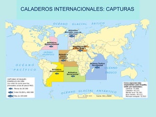 CALADEROS INTERNACIONALES: CAPTURAS
 