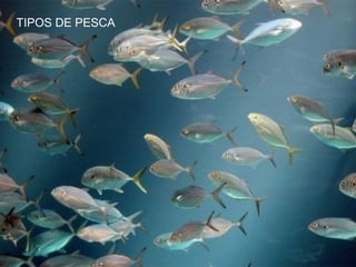 TIPOS DE PESCA
 