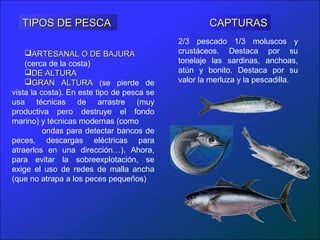 2/3 pescado 1/3 moluscos y
crustáceos. Destaca por su
tonelaje las sardinas, anchoas,
atún y bonito. Destaca por su
valor la merluza y la pescadilla.
CAPTURASCAPTURAS
ARTESANAL O DE BAJURAARTESANAL O DE BAJURA
(cerca de la costa)
DE ALTURADE ALTURA
GRAN ALTURAGRAN ALTURA (se pierde de
vista la costa). En este tipo de pesca se
usa técnicas de arrastre (muy
productiva pero destruye el fondo
marino) y técnicas modernas (como
ondas para detectar bancos de
peces, descargas eléctricas para
atraerlos en una dirección…). Ahora,
para evitar la sobreexplotación, se
exige el uso de redes de malla ancha
(que no atrapa a los peces pequeños)
TIPOS DE PESCATIPOS DE PESCA
 