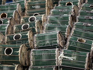 NASAS
 