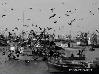 PESCA DE BAJURAPESCA DE BAJURA
 