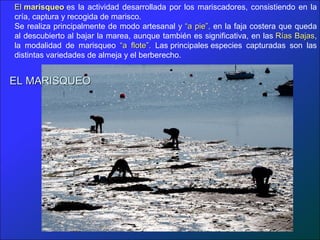 ElEl marisqueomarisqueo es la actividad desarrollada por los mariscadores, consistiendo en la
cría, captura y recogida de marisco.
Se realiza principalmente de modo artesanal y “a pie”,“a pie”, en la faja costera que queda
al descubierto al bajar la marea, aunque también es significativa, en las Rías BajasRías Bajas,
la modalidad de marisqueo “a flote”.“a flote”. Las principales especies capturadas son las
distintas variedades de almeja y el berberecho.
EL MARISQUEOEL MARISQUEO
 