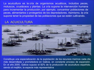LA ACUICULTURALA ACUICULTURA
La acuicultura es la cría de organismos acuáticos, incluidos peces,
moluscos, crustáceos y plantas. La cría supone la intervención humana
para incrementar la producción; por ejemplo, concentrar poblaciones de
peces, alimentarlos o protegerlos de los depredadores. Asimismo, la cría
supone tener la propiedad de las poblaciones que se estén cultivando.
Constituye una especialización de la explotación de los recursos marinos cada día
más desarrollada y prometedora en Galicia, en constante proceso de expansión.
En el año 2005, Galicia supuso el 82% de la producción de acuicultura española,
siendo el mejillón, la especie más representativa
 