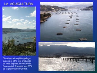 LA ACUICULTURALA ACUICULTURA
El cultivo del mejillón gallego
supone el 95% del producido
en toda España, el 50% de la
Comunidad Europea y el 25%
de la producción mundial.
 