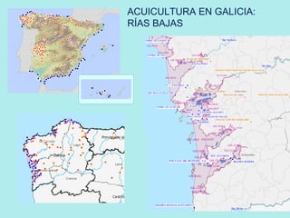 .
ACUICULTURA EN GALICIA:
RÍAS BAJAS
 