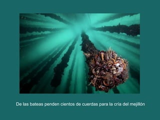 De las bateas penden cientos de cuerdas para la cría del mejillón
 