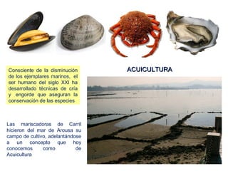 ACUICULTURAACUICULTURA
Las mariscadoras de Carril
hicieron del mar de Arousa su
campo de cultivo, adelantándose
a un concepto que hoy
conocemos como de
Acuicultura
Consciente de la disminución
de los ejemplares marinos, el
ser humano del siglo XXI ha
desarrollado técnicas de cría
y engorde que aseguran la
conservación de las especies
 