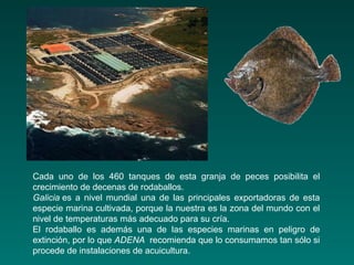 Cada uno de los 460 tanques de esta granja de peces posibilita el
crecimiento de decenas de rodaballos.
Galicia es a nivel mundial una de las principales exportadoras de esta
especie marina cultivada, porque la nuestra es la zona del mundo con el
nivel de temperaturas más adecuado para su cría.
El rodaballo es además una de las especies marinas en peligro de
extinción, por lo que ADENA recomienda que lo consumamos tan sólo si
procede de instalaciones de acuicultura.
 