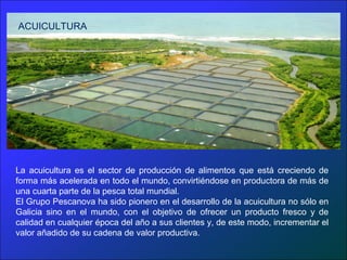La acuicultura es el sector de producción de alimentos que está creciendo de
forma más acelerada en todo el mundo, convirtiéndose en productora de más de
una cuarta parte de la pesca total mundial.
El Grupo Pescanova ha sido pionero en el desarrollo de la acuicultura no sólo en
Galicia sino en el mundo, con el objetivo de ofrecer un producto fresco y de
calidad en cualquier época del año a sus clientes y, de este modo, incrementar el
valor añadido de su cadena de valor productiva.
ACUICULTURA
 