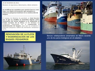 Barcos cefalopoderos amarrados en Marín durante
uno de los paros biológicos en el caladero.
 