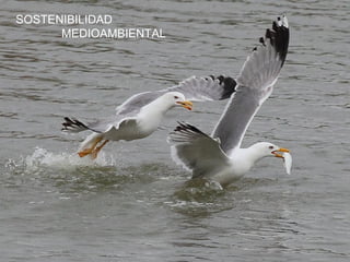 SOSTENIBILIDAD
MEDIOAMBIENTAL
 
