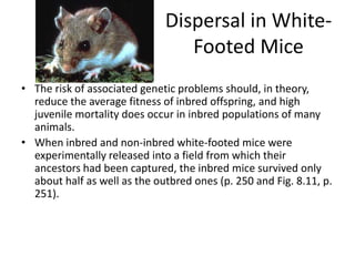 Dispersal in White-
                                 Footed Mice
• The risk of associated genetic problems should, in theory,
  reduce the average fitness of inbred offspring, and high
  juvenile mortality does occur in inbred populations of many
  animals.
• When inbred and non-inbred white-footed mice were
  experimentally released into a field from which their
  ancestors had been captured, the inbred mice survived only
  about half as well as the outbred ones (p. 250 and Fig. 8.11, p.
  251).
 