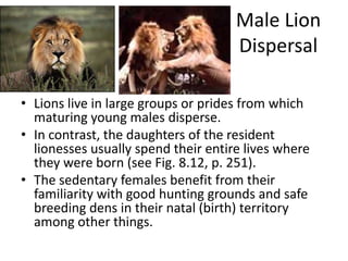 Male Lion
                                     Dispersal

• Lions live in large groups or prides from which
  maturing young males disperse.
• In contrast, the daughters of the resident
  lionesses usually spend their entire lives where
  they were born (see Fig. 8.12, p. 251).
• The sedentary females benefit from their
  familiarity with good hunting grounds and safe
  breeding dens in their natal (birth) territory
  among other things.
 