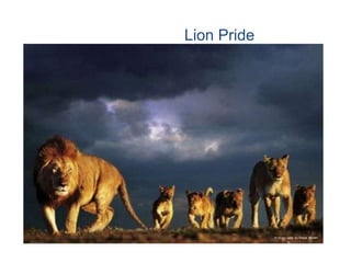 Lion Pride
 