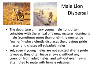 Male Lion
                                      Dispersal

• The departure of many young male lions often
  coincides with the arrival of a new, mature , dominant
  male (sometimes more than one)-- the new pride
  “owner”--who violently displaces the previous pride
  master and chases off subadult males.
• Yet, even if young males are not evicted after a pride
  takeover, they often leave anyway, without any
  coercion from adult males, and without ever having
  attempted to mate with female relatives.
 