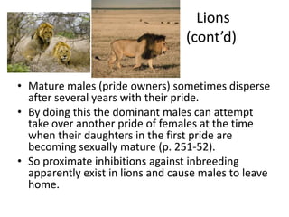 Lions
                                  (cont’d)

• Mature males (pride owners) sometimes disperse
  after several years with their pride.
• By doing this the dominant males can attempt
  take over another pride of females at the time
  when their daughters in the first pride are
  becoming sexually mature (p. 251-52).
• So proximate inhibitions against inbreeding
  apparently exist in lions and cause males to leave
  home.
 