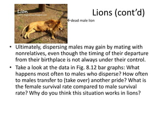 Lions (cont’d)
                        dead male lion




• Ultimately, dispersing males may gain by mating with
  nonrelatives, even though the timing of their departure
  from their birthplace is not always under their control.
• Take a look at the data in Fig. 8.12 bar graphs: What
  happens most often to males who disperse? How often
  to males transfer to (take over) another pride? What is
  the female survival rate compared to male survival
  rate? Why do you think this situation works in lions?
 