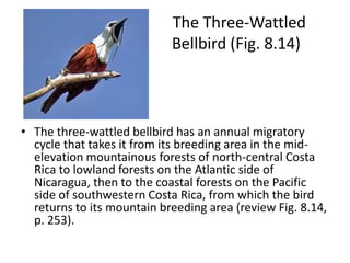 The Three-Wattled
                            Bellbird (Fig. 8.14)



• The three-wattled bellbird has an annual migratory
  cycle that takes it from its breeding area in the mid-
  elevation mountainous forests of north-central Costa
  Rica to lowland forests on the Atlantic side of
  Nicaragua, then to the coastal forests on the Pacific
  side of southwestern Costa Rica, from which the bird
  returns to its mountain breeding area (review Fig. 8.14,
  p. 253).
 