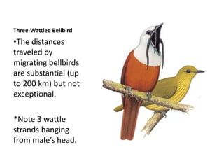 Three-Wattled Bellbird
•The distances
traveled by
migrating bellbirds
are substantial (up
to 200 km) but not
exceptional.

*Note 3 wattle
strands hanging
from male’s head.
 