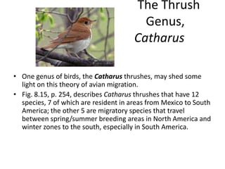 The Thrush
                                         Genus,
                                       Catharus

• One genus of birds, the Catharus thrushes, may shed some
  light on this theory of avian migration.
• Fig. 8.15, p. 254, describes Catharus thrushes that have 12
  species, 7 of which are resident in areas from Mexico to South
  America; the other 5 are migratory species that travel
  between spring/summer breeding areas in North America and
  winter zones to the south, especially in South America.
 