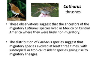Catharus
                                         thrushes

• These observations suggest that the ancestors of the
  migratory Catharus species lived in Mexico or Central
  America where they were likely non-migratory.

• The distribution of Catharus species suggest that
  migratory species evolved at least three times, with
  subtropical or tropical resident species giving rise to
  migratory lineages.
 