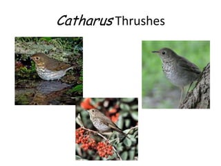 Catharus Thrushes
 