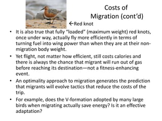 Costs of
                                      Migration (cont’d)
                                Red knot
•   It is also true that fully “loaded” (maximum weight) red knots,
    once under way, actually fly more efficiently in terms of
    turning fuel into wing power than when they are at their non-
    migration body weight.
•   Yet flight, not matter how efficient, still costs calories and
    there is always the chance that migrant will run out of gas
    before reaching its destination—not a fitness-enhancing
    event.
•   An optimality approach to migration generates the prediction
    that migrants will evolve tactics that reduce the costs of the
    trip.
•   For example, does the V-formation adopted by many large
    birds when migrating actually save energy? Is it an effective
    adaptation?
 