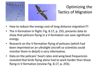 Optimizing the
                                       Tactics of Migration


• How to reduce the energy cost of long-distance migration!?!
• The V-formation in flight: Fig. 8.17, p. 255, presents data to
  show that pelicans flying in a V-formation can save significant
  energy.
• Research on the V-formation flying of pelicans (which had
  been imprinted on an ultralight aircraft so scientists could
  monitor them in detail) is very informative.
• Data on the pelicans’ heart rates and wing beat frequencies
  revealed that birds flying alone had to work harder than those
  flying in V-formation (review Fig. 8.17, p. 255).
 