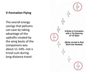 V-Formation Flying

The overall energy
savings that pelicans
can save by taking
advantage of the
updrafts created by
the wing beats of the
companions was
about 11-14%--not a
trivial sum during
long-distance travel.
 