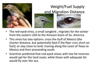 Weight/Fuel Supply
                               and Migration Distance



• The red-eyed vireo, a small songbird , migrates for the winter
  from the eastern USA to the Amazon basin of So. America .
• This vireo has two options: cross the Gulf of Mexico (the
  shorter distance, but potentially fatal if the flyer runs short on
  fuel); or stay close to land, moving along the coast of Texas to
  Mexico and then proceeding south.
• Scientists predicted that red-eyed vireos with low fat reserves
  would opt for the land route; while those with adequate fat
  would fly over the sea.
 