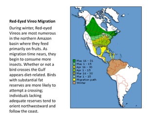 Red-Eyed Vireo Migration
During winter, Red-eyed
Vireos are most numerous
in the northern Amazon
basin where they feed
primarily on fruits. As
migration time nears, they
begin to consume more
insects. Whether or not a
bird crosses the Gulf
appears diet-related. Birds
with substantial fat
reserves are more likely to
attempt a crossing;
individuals lacking
adequate reserves tend to
orient northwestward and
follow the coast.
 