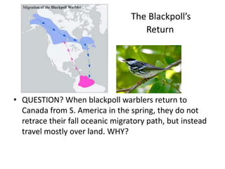 The Blackpoll’s
                                     Return




• QUESTION? When blackpoll warblers return to
  Canada from S. America in the spring, they do not
  retrace their fall oceanic migratory path, but instead
  travel mostly over land. WHY?
 