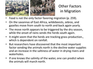 Other Factors
                                           in Migration
• Food is not the only factor favoring migration (p. 259).
• On the savannas of East Africa, wildebeests, zebras, and
  gazelles move from south to north and back again yearly.
• The move north appears to be triggered by the dry season,
  while the onset of rains sends the herds south again.
• It might seem that the herds are tracking grass production.,
  which is dependent on rainfall.
• But researchers have discovered that the most important
  factor sending the animals north is the decline water supplies
  and an increase in the saltiness of water in drying rivers and
  waterholes.
• If one knows the salinity of the water, one can predict when
  the animals will march north.
 