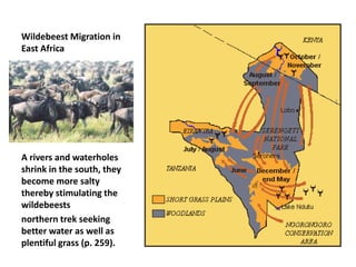 Wildebeest Migration in
East Africa




A rivers and waterholes
shrink in the south, they
become more salty
thereby stimulating the
wildebeests
northern trek seeking
better water as well as
plentiful grass (p. 259).
 