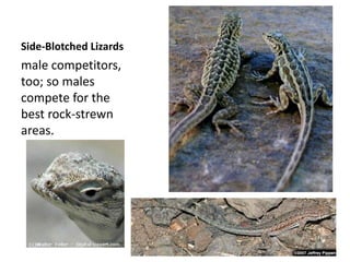 Side-Blotched Lizards
male competitors,
too; so males
compete for the
best rock-strewn
areas.
 