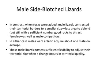 Male Side-Blotched Lizards

• In contrast, when rocks were added, male lizards contracted
  their territorial borders to a smaller size—less area to defend
  (but still with a sufficient number good rocks to attract
  females—as well as male competitors).
• In either case males were able to acquire about one mate on
  average.
• These male lizards possess sufficient flexibility to adjust their
  territorial size when a change occurs in territorial quality.
 