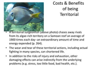 Costs & Benefits
                                           of being
                                         Territorial


• A territorial surgeonfish (above photo) chases away rivals
  from its algae-rich territory on a Samoan reef an average of
  1900 times each day--an extraordinary amount of time and
  energy expended (p. 264).
• The wear and tear of these territorial actions, including actual
  fighting in many species, can shortened life.
• In addition to the risks of injury and exhaustion, other
  damaging effects can arise indirectly from the underlying
  problems (e.g. stress, too little food, bad health, etc.).
 