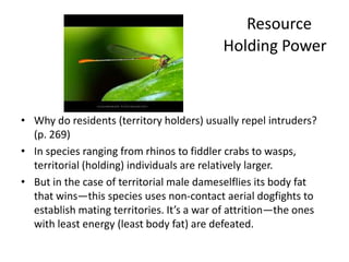 Resource
                                           Holding Power



• Why do residents (territory holders) usually repel intruders?
  (p. 269)
• In species ranging from rhinos to fiddler crabs to wasps,
  territorial (holding) individuals are relatively larger.
• But in the case of territorial male dameselflies its body fat
  that wins—this species uses non-contact aerial dogfights to
  establish mating territories. It’s a war of attrition—the ones
  with least energy (least body fat) are defeated.
 