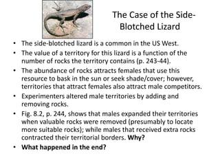 The Case of the Side-
                                   Blotched Lizard
• The side-blotched lizard is a common in the US West.
• The value of a territory for this lizard is a function of the
  number of rocks the territory contains (p. 243-44).
• The abundance of rocks attracts females that use this
  resource to bask in the sun or seek shade/cover; however,
  territories that attract females also attract male competitors.
• Experimenters altered male territories by adding and
  removing rocks.
• Fig. 8.2, p. 244, shows that males expanded their territories
  when valuable rocks were removed (presumably to locate
  more suitable rocks); while males that received extra rocks
  contracted their territorial borders. Why?
• What happened in the end?
 