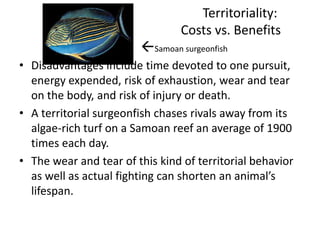 Territoriality:
                                 Costs vs. Benefits
                        Samoan surgeonfish
• Disadvantages include time devoted to one pursuit,
  energy expended, risk of exhaustion, wear and tear
  on the body, and risk of injury or death.
• A territorial surgeonfish chases rivals away from its
  algae-rich turf on a Samoan reef an average of 1900
  times each day.
• The wear and tear of this kind of territorial behavior
  as well as actual fighting can shorten an animal’s
  lifespan.
 
