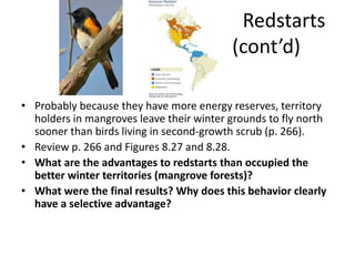 Redstarts
                                          (cont’d)

• Probably because they have more energy reserves, territory
  holders in mangroves leave their winter grounds to fly north
  sooner than birds living in second-growth scrub (p. 266).
• Review p. 266 and Figures 8.27 and 8.28.
• What are the advantages to redstarts than occupied the
  better winter territories (mangrove forests)?
• What were the final results? Why does this behavior clearly
  have a selective advantage?
 