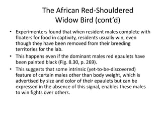 The African Red-Shouldered
                 Widow Bird (cont’d)
• Experimenters found that when resident males complete with
  floaters for food in captivity, residents usually win, even
  though they have been removed from their breeding
  territories for the lab.
• This happens even if the dominant males red epaulets have
  been painted black (Fig. 8.30, p. 269).
• This suggests that some intrinsic (yet-to-be-discovered)
  feature of certain males other than body weight, which is
  advertised by size and color of their epaulets but can be
  expressed in the absence of this signal, enables these males
  to win fights over others.
 