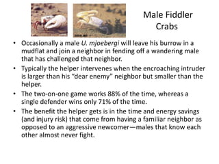 Male Fiddler
                                             Crabs
• Occasionally a male U. mjoebergi will leave his burrow in a
  mudflat and join a neighbor in fending off a wandering male
  that has challenged that neighbor.
• Typically the helper intervenes when the encroaching intruder
  is larger than his “dear enemy” neighbor but smaller than the
  helper.
• The two-on-one game works 88% of the time, whereas a
  single defender wins only 71% of the time.
• The benefit the helper gets is in the time and energy savings
  (and injury risk) that come from having a familiar neighbor as
  opposed to an aggressive newcomer—males that know each
  other almost never fight.
 