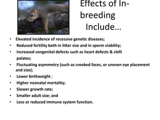 Effects of In-
                                   breeding
                                    Include…
• Elevated incidence of recessive genetic diseases;
• Reduced fertility both in litter size and in sperm viability;
• Increased congenital defects such as heart defects & cleft
  palates;
• Fluctuating asymmetry (such as crooked faces, or uneven eye placement
  and size);
• Lower birthweight ;
• Higher neonatal mortality;
• Slower growth rate;
• Smaller adult size; and
• Loss or reduced immune system function.
 