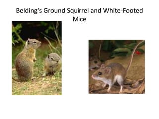 Belding’s Ground Squirrel and White-Footed
                   Mice
 