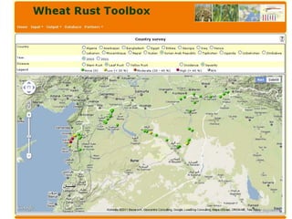 Wheat Rust Toolbox IT Framework<br />GRRC<br />Wheat rust <br />tolbox<br />EucaBlight<br />EuroBlight<br />EuroWheat<br /...